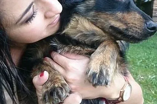 Marwin-młodziutki,mały piesek,adopcja!!,  świętokr