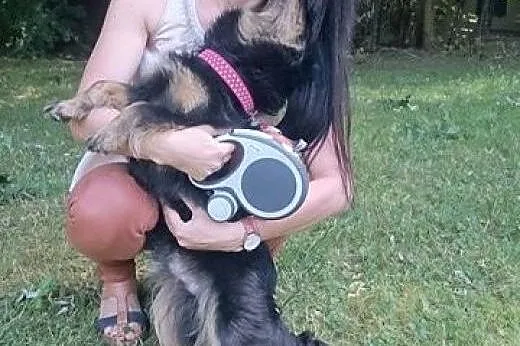 Marwin-młodziutki,mały piesek,adopcja!!,  świętokr