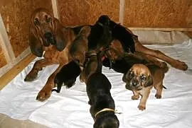 BLOODHOUND PUPPIES – available from 7.1.2015, Wrocław