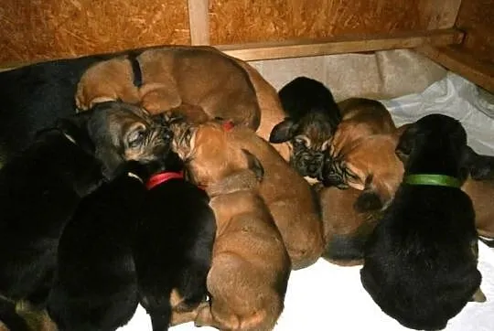 BLOODHOUND PUPPIES – available from 7.1.2015