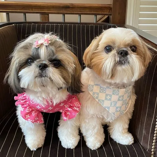 Szczeniak Shih Tzu, samiec i samica, do adopcji, bardzo wesoły i przyjacielski., Łódzkie, Piotrków Trybunalski