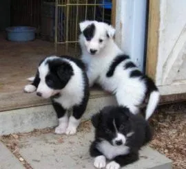 Piękne border collie gotowe na przyjęcie nowych rodzin.