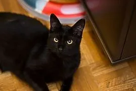 Ashley czarna kota szuka domu, Bełchatów