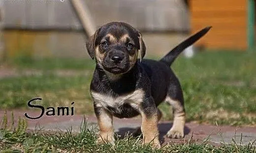Maluszki do adopcji, mazowieckie Warszawa