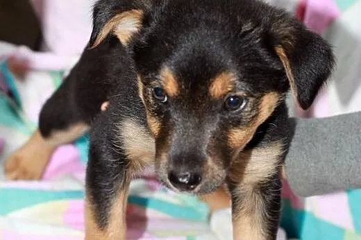 Maluszki do adopcji,  mazowieckie Warszawa