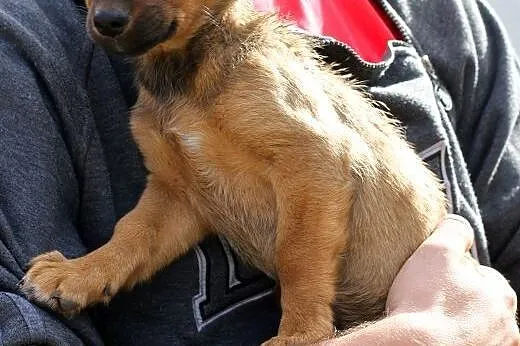 Maluszki do adopcji,  mazowieckie Warszawa