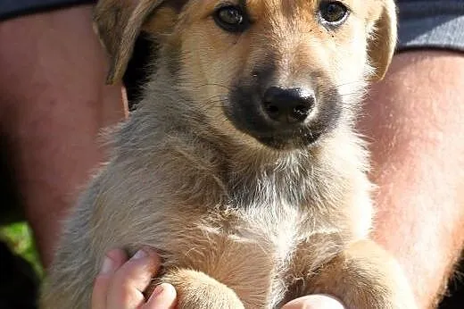 Maluszki do adopcji,  mazowieckie Warszawa