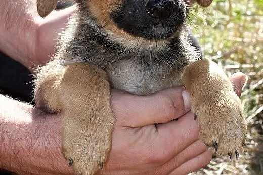 Maluszki do adopcji,  mazowieckie Warszawa
