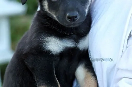 Maluszki do adopcji,  mazowieckie Warszawa