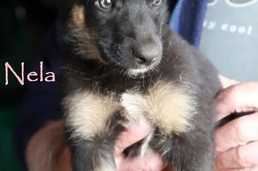 Maluszki do adopcji,  mazowieckie Warszawa