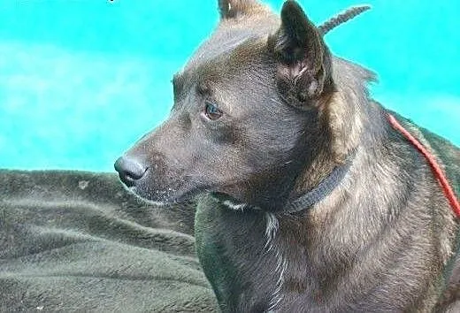 Mała 9 kg''jamnikowata'’ suczka do ADOPC