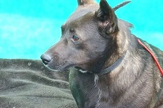 Mała 9 kg''jamnikowata'&#8217; suczka do ADOPC