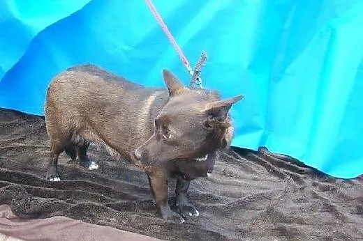Mała 9 kg''jamnikowata'&#8217; suczka do ADOPC
