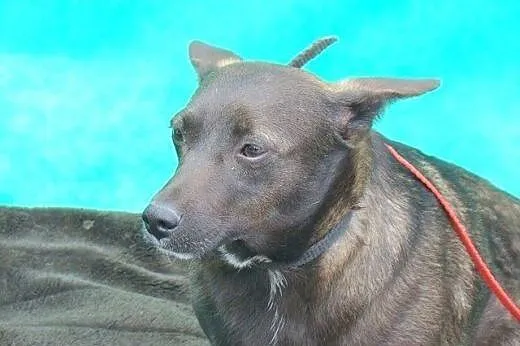 Mała 9 kg''jamnikowata'&#8217; suczka do ADOPC