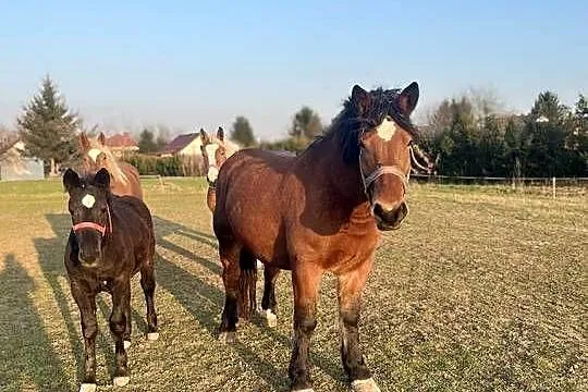 Klacz zimnokrwista ze źrebicą, Małopolskie, Przybysławice