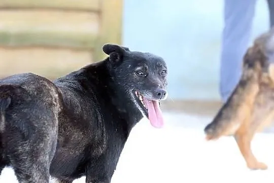 Łagodna Bella kochająca człowieka - do adopcji!, Mazowieckie, Warszawa
