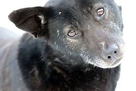 Łagodna Bella kochająca człowieka - do adopcji!, Mazowieckie, Warszawa