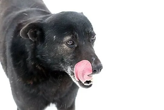 Łagodna Bella kochająca człowieka - do adopcji!, Mazowieckie, Warszawa