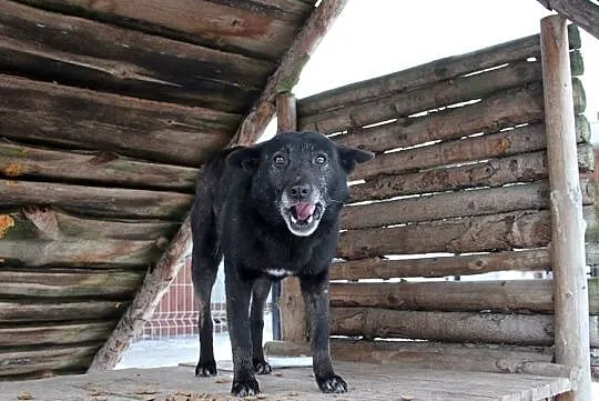 Łagodna Bella kochająca człowieka - do adopcji!, Mazowieckie, Warszawa