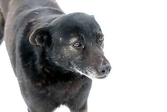 Łagodna Bella kochająca człowieka - do adopcji!, Mazowieckie, Warszawa