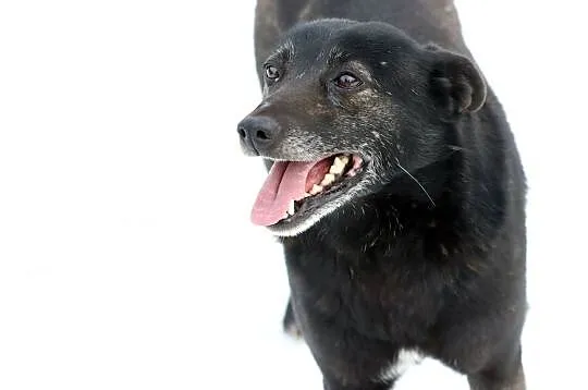 Łagodna Bella kochająca człowieka - do adopcji!, Mazowieckie, Warszawa
