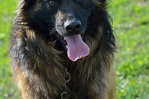 Tenor-około 4 letni psiak w typie owczarka czeka na dom!,  Kundelki cała Polska