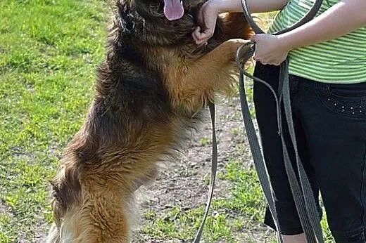 Tenor-około 4 letni psiak w typie owczarka czeka n