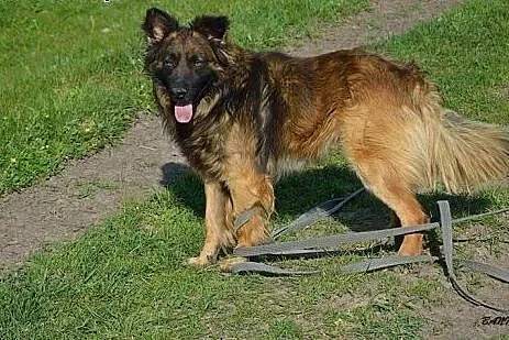 Tenor-około 4 letni psiak w typie owczarka czeka n