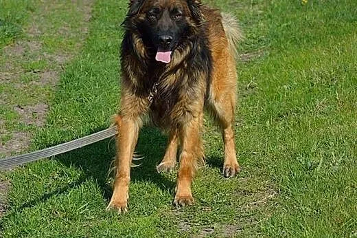 Tenor-około 4 letni psiak w typie owczarka czeka n
