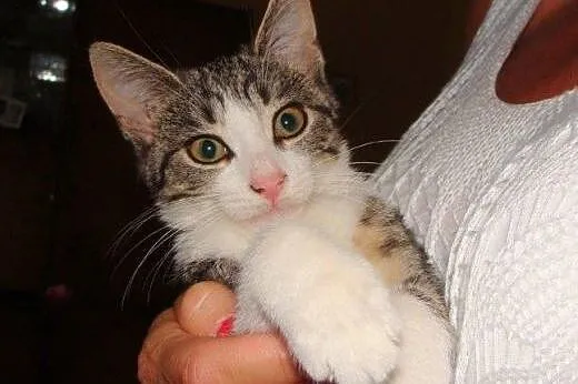 Milusia Półogonka do adopcji!!!,  łódzkie Łódź