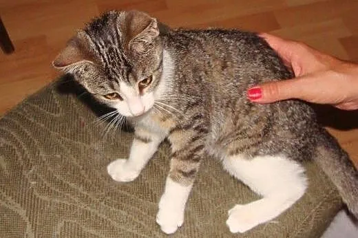 Milusia Półogonka do adopcji!!!,  łódzkie Łódź