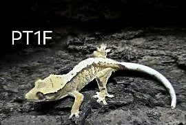 Gekon Orzesiony samica / Terrarium / Gekony