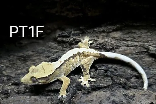 Gekon Orzesiony samica / Terrarium / Gekony, Świętokrzyskie, Kielce