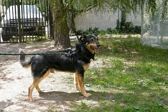 [Do adopcji]: OSKAREK - stanowczo za długo czekający na dom!, Łódzkie, Łódź