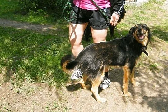 [Do adopcji]: OSKAREK - stanowczo za długo czekający na dom!, Łódzkie, Łódź