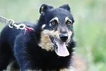 [Do adopcji]: OSKAREK - stanowczo za długo czekający na dom!, Łódzkie, Łódź
