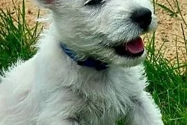 West Highland white terrier piesek FCI ZKWP