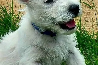 West Highland white terrier piesek FCI ZKWP, Mazowieckie, Pilawa