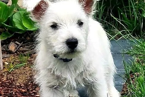 West Highland white terrier piesek FCI ZKWP, Mazowieckie, Pilawa