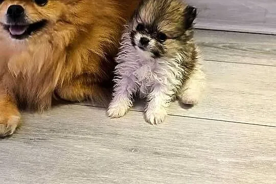 Szpic miniaturowy pomeranian , piękne miniaturowe pieski i suczka