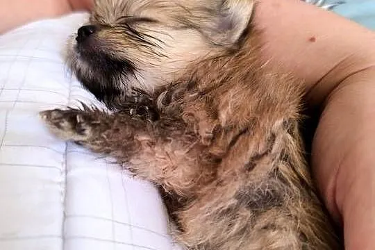 Szpic miniaturowy pomeranian , piękne miniaturowe pieski i suczka, Podkarpackie, Mielec