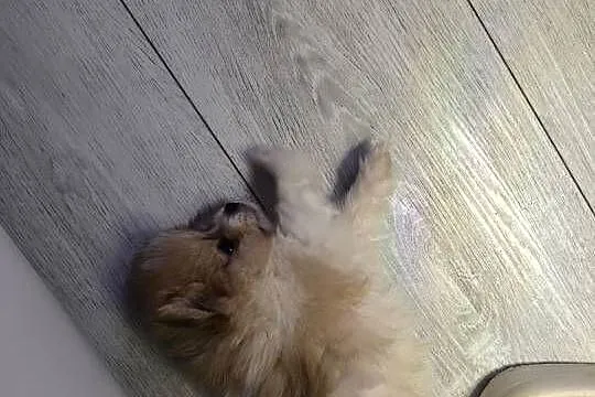 Szpic miniaturowy pomeranian , piękne miniaturowe pieski i suczka, Podkarpackie, Mielec