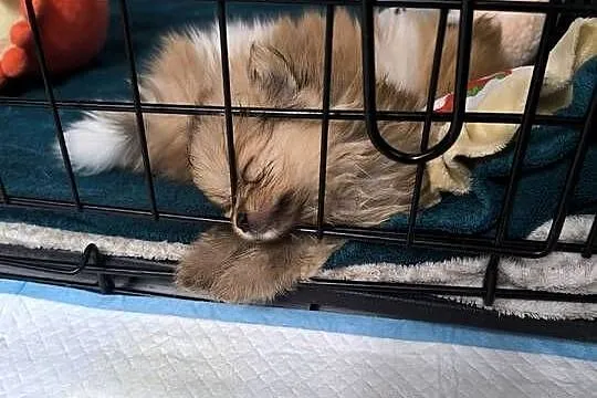 Szpic miniaturowy pomeranian , piękne miniaturowe pieski i suczka, Podkarpackie, Mielec