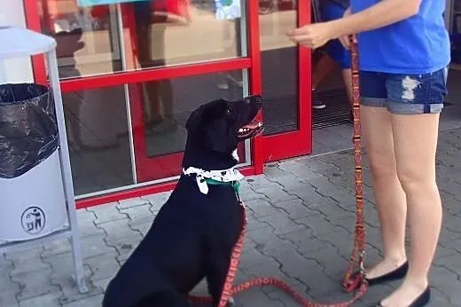 AIRA młoda sunia w typie wyżła nie chce dłużej mie