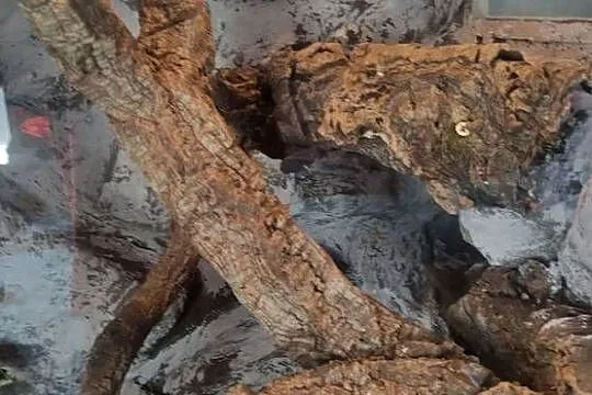Fajne Terrarium !!!, Małopolskie, Kraków
