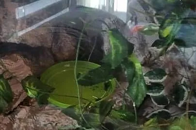 Fajne Terrarium !!!, Małopolskie, Kraków