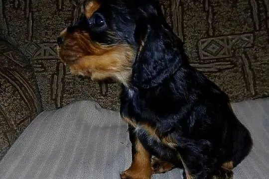 Cocker Spaniel Angielski piesek, Łódzkie, Sieradz