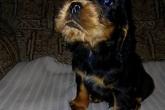 Cocker Spaniel Angielski piesek, Łódzkie, Sieradz