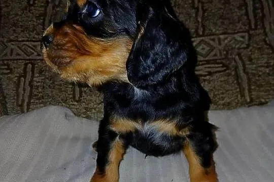Cocker Spaniel Angielski piesek, Łódzkie, Sieradz