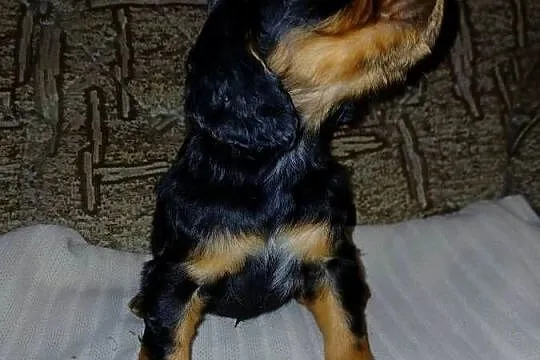 Cocker Spaniel Angielski piesek, Łódzkie, Sieradz